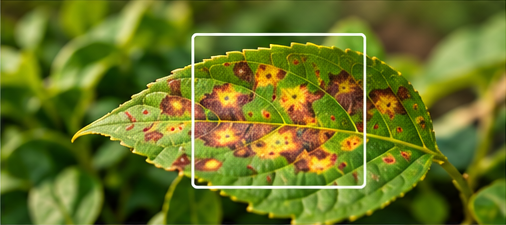 A crop leaf with visible disease spots being inspected